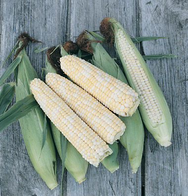 tanzanian African corn seed Non GMO Organic Seeds white maíze  maíz blanco 