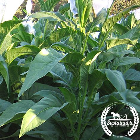 AFRICAN RED TOBACCO SEEDS High Nicotine content 100 SEEDS