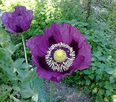 2.500 opium poppy seeds Blue Papaver Somniferum 1 gram Afghan Blu 