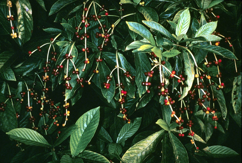 Chacruna is a common DMT-containing plant