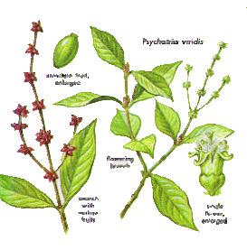 Psychotria Viridis Fresh Seed X 10