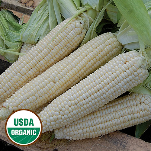 tanzanian Organic Seeds white maíze  maíz blanco African corn seed Non GMO 