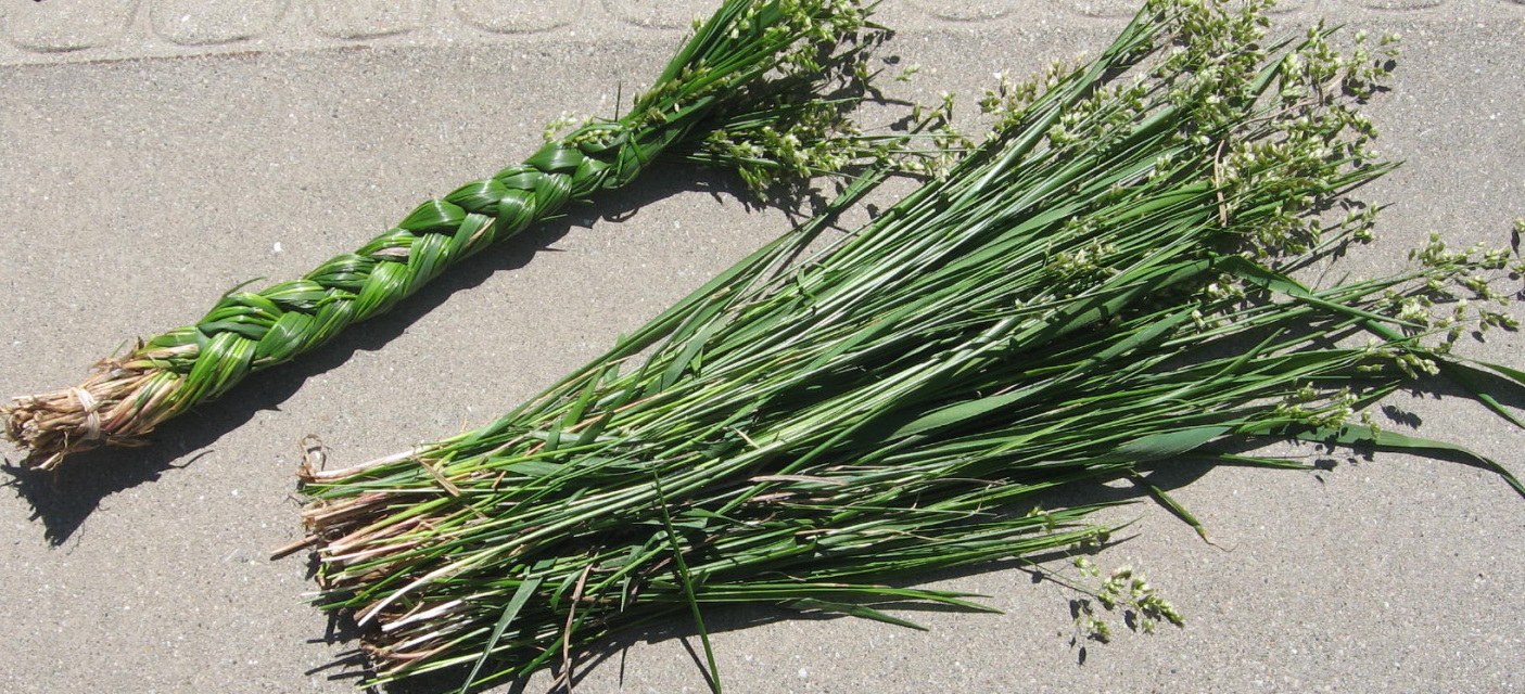 20 Sweetgrass Seeds, Hierochloe odorata, 'Bison grass'
