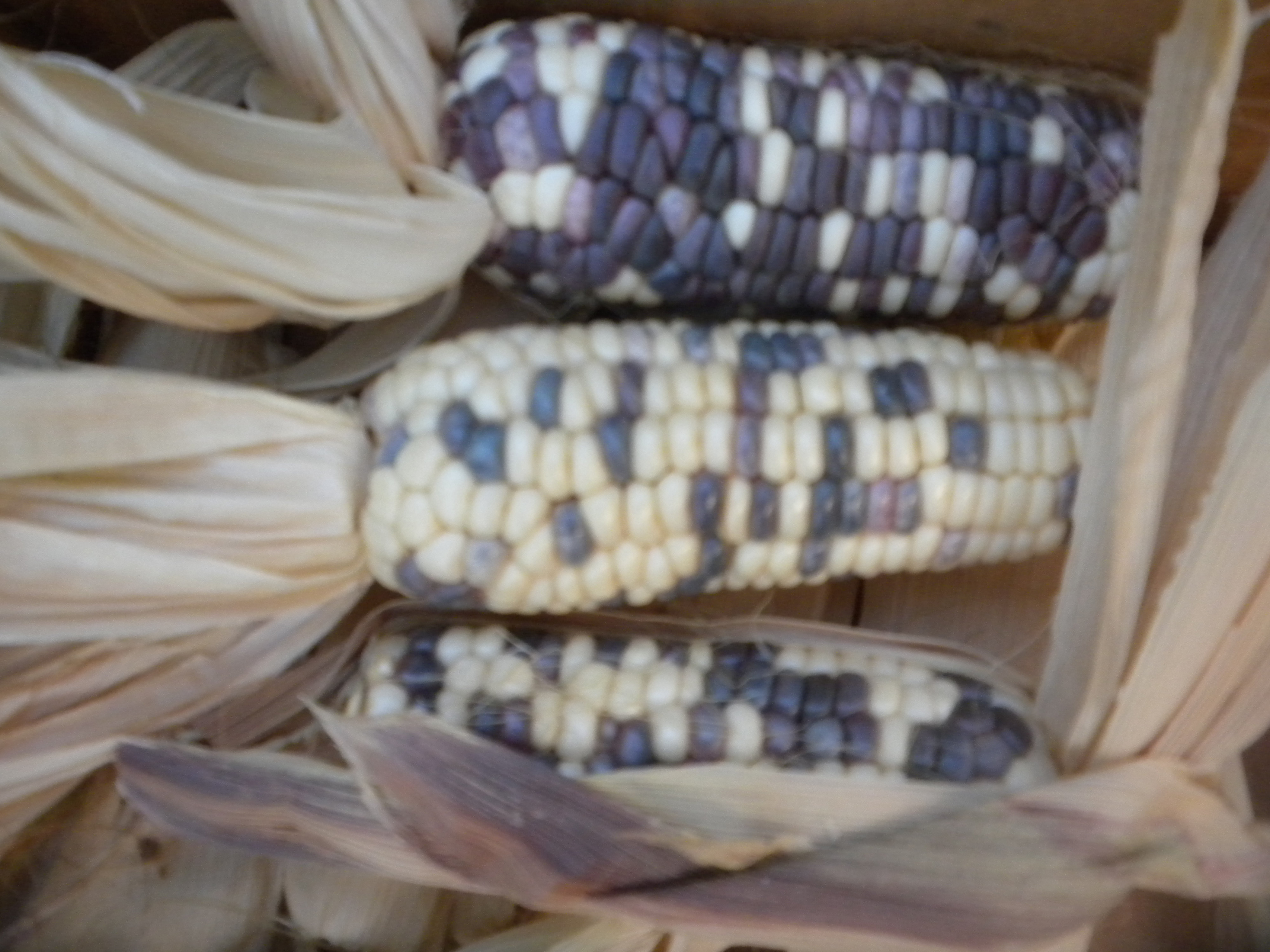 Details about   Thai White Sticky Corn Seeds 100 Seeds Includes Tracking